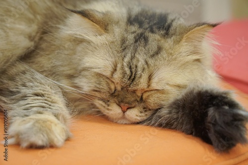 The brown cat is sleeping