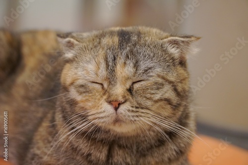 Sleeping cat