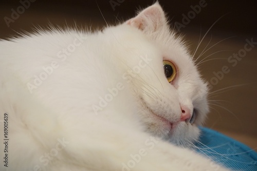 Shocking cat