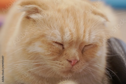 Sleeping cutie cat