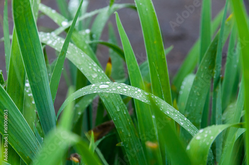  Drops of water on the grass after rain