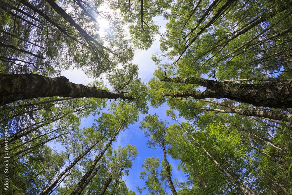 Obraz premium Forest sky view with a fisheye