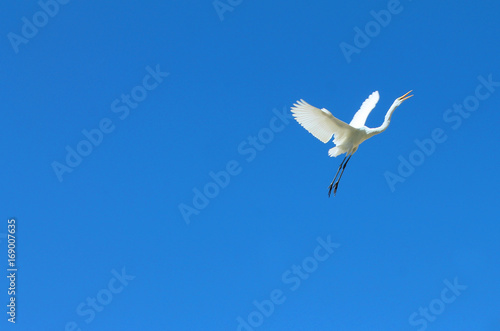 Egret flying against a blue sky © Robin Keefe