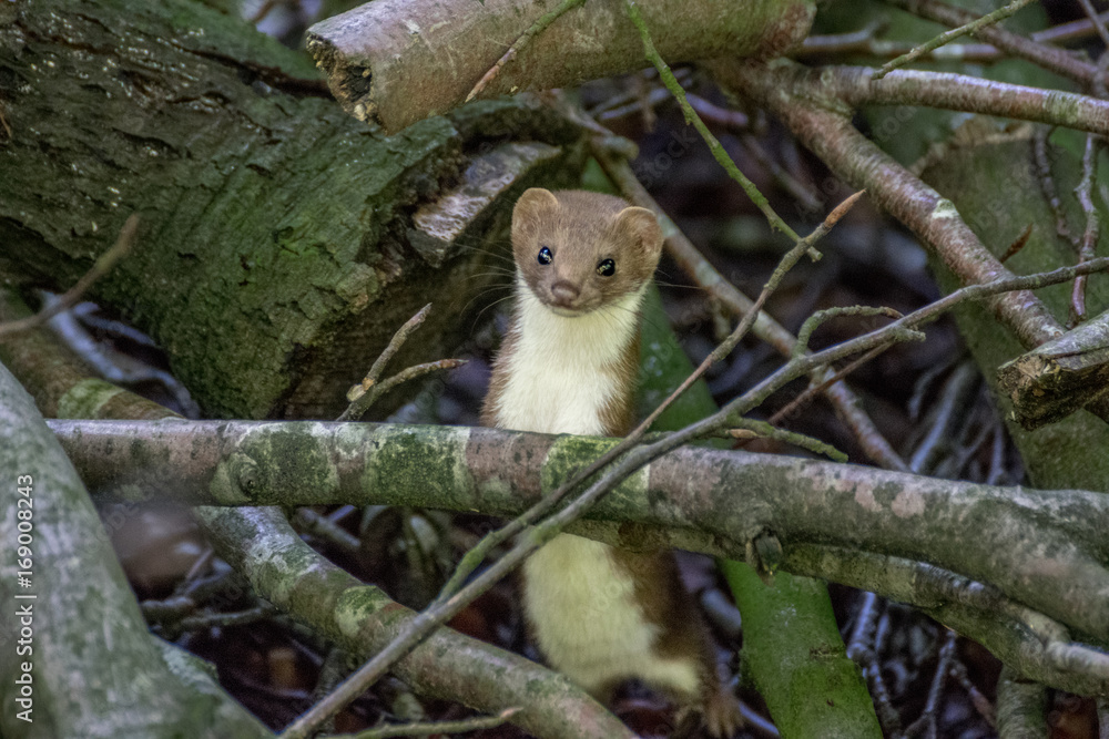 Obraz premium Curious weasel in the forest