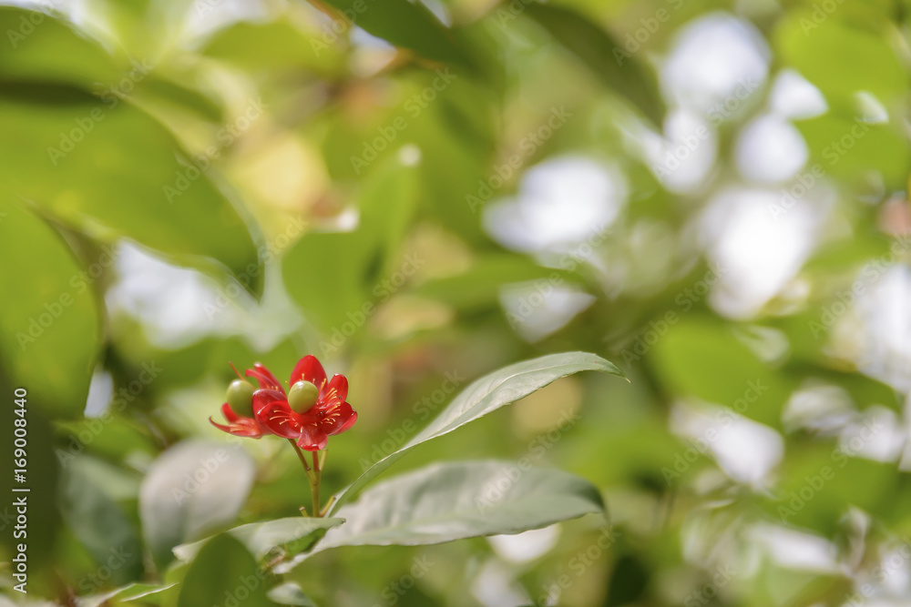 Red tropical flower with green fruit inside Red tropical flower with green fruit inside
