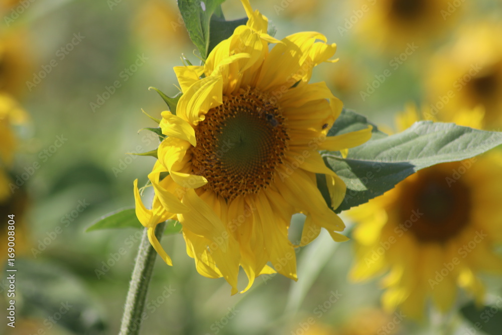 Fototapeta premium Sonnenblumen