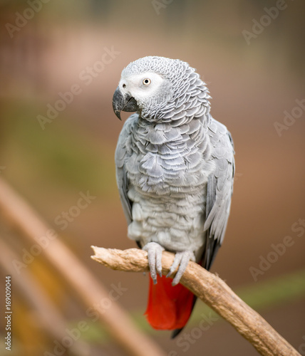 african grey parrot sitting on tree branch photo