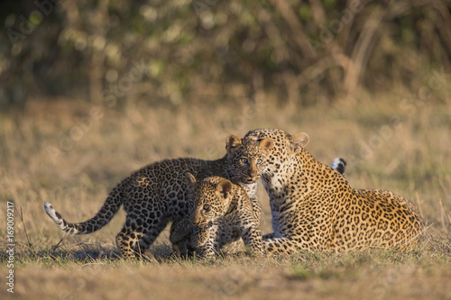 Leopardin spielt mit Jungen