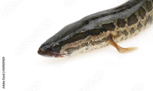 A black fish is on a white background
