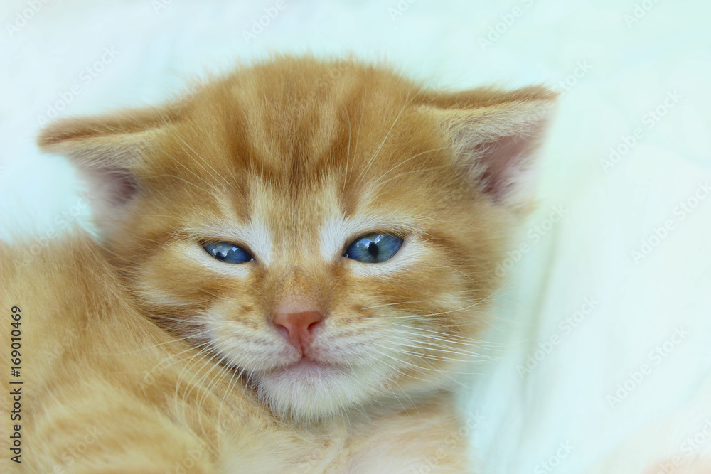 Cropped shot of a Cute Funny Little Kitten, Close-up.
