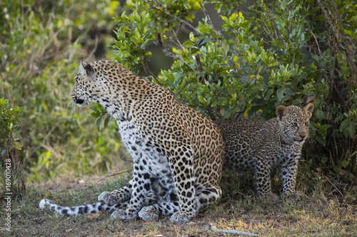 Leopardin mit Jungen 