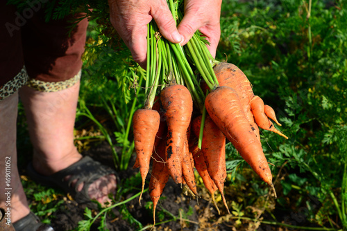 Female hands hold a bunch of carrots. Outdoors