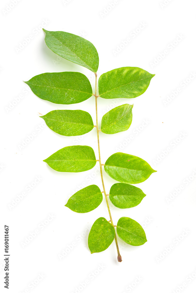 Leaves star fruit isolate on white Leaves star fruit isolate on white