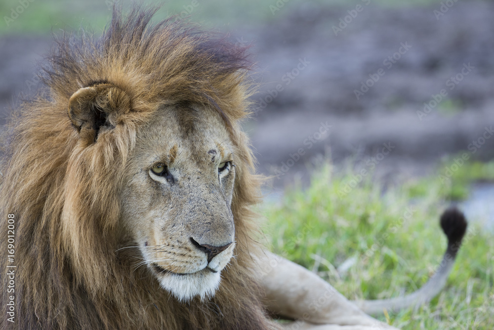 Fototapeta premium Maennlicher Loewe liegt im Gras