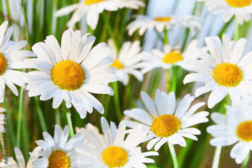 chamomile in green grass