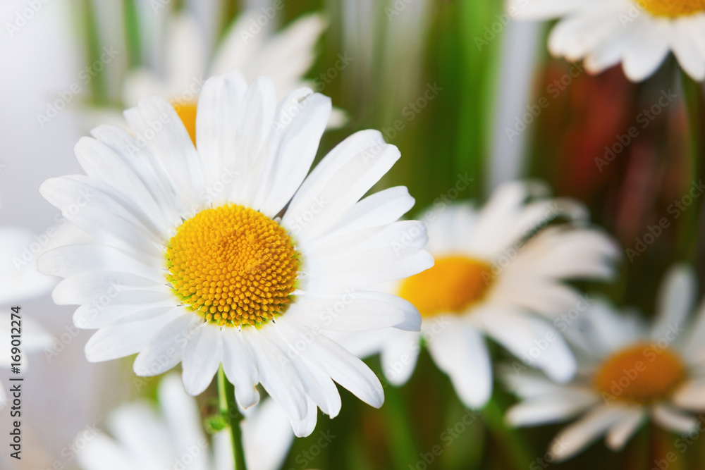 Obraz premium chamomile in green grass