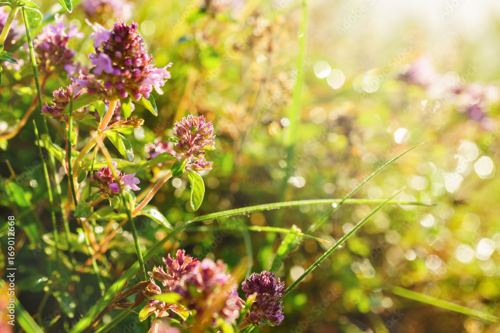 Purple flowers Thymus vulgaris Common Thyme, Garden Thyme and green summer grass. Soft focus horizontal background, close up, copy space. Thymus serpyllum herb alternative medicine. Purple flowers Thymus vulgaris Common Thyme, Garden Thyme and green summer grass. Soft focus horizontal background, close up, copy space. Thymus serpyllum herb alternative medicine.