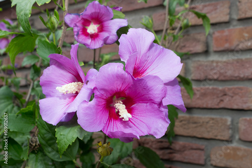 Some pink flowers hibiscus syriacus