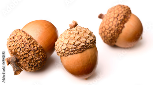dried acorns isolated on the white background