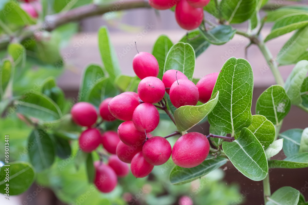 Carissa carandas ( Karanda , Bengal Currants ) on tree. in the kitchen garden , in Thailand Carissa carandas ( Karanda , Bengal Currants ) on tree. in the kitchen garden , in Thailand