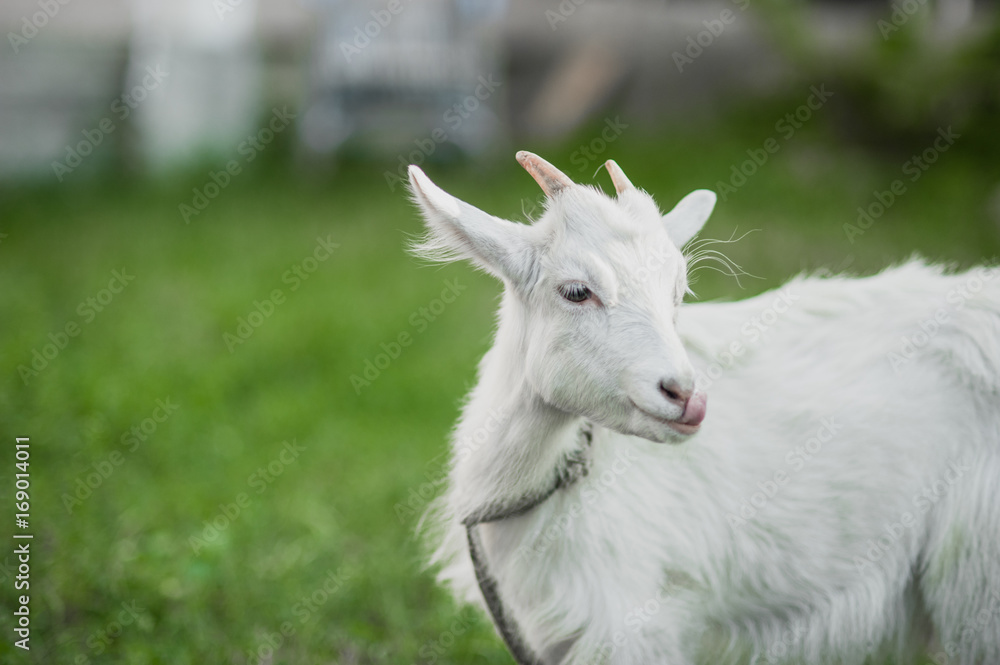 cute little white goat on the summer meadow