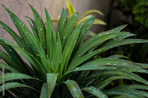 Water droplets on plant