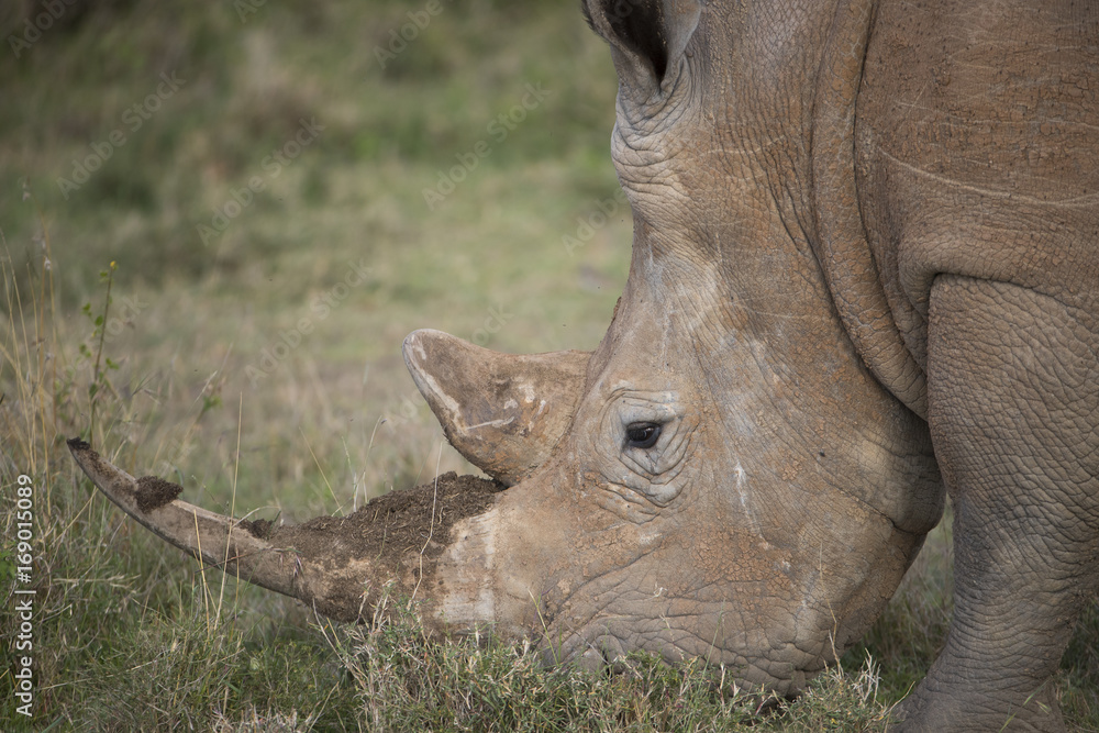 Obraz premium Nashorn bei der Nahrungsaufnahme