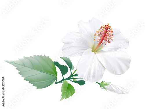 Hibiscus.
Hand drawn vector illustration of a large white tropical flower on transparent background.
