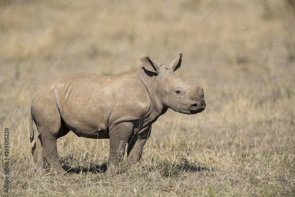 Junges Nashorn Junges Nashorn