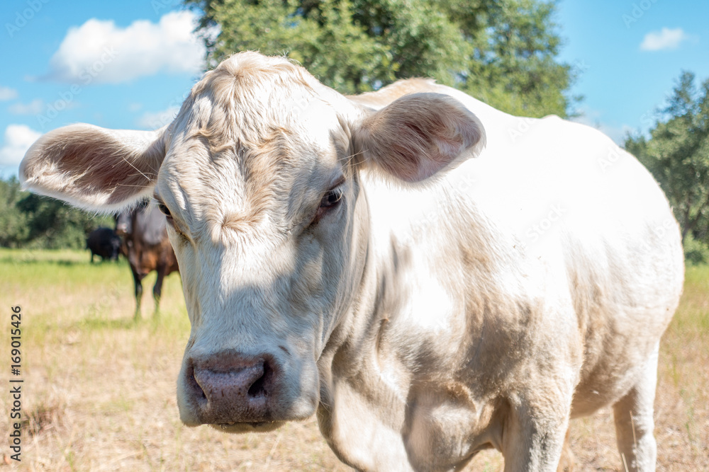 Obraz premium American Charolais