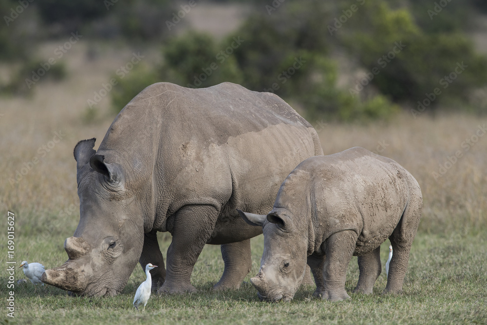 Nashorn mit Jungtier Nashorn mit Jungtier