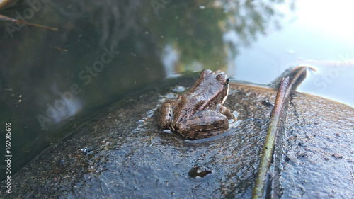 Wallpaper Mural Anfíbio Torontodigital.ca