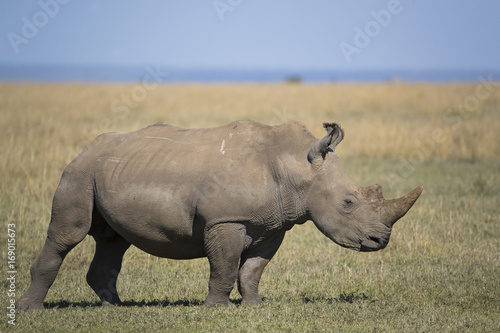 Nashorn durchstreift die Savanne © aussieanouk