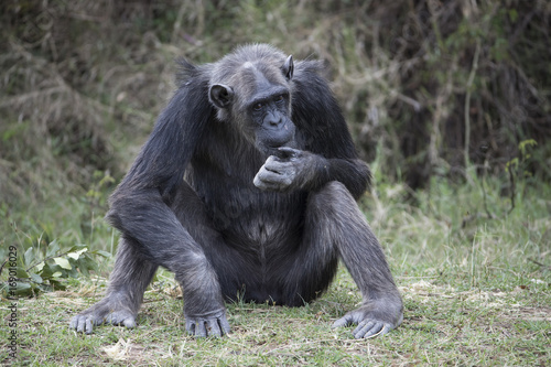 Schimpanse sitzt am Boden © aussieanouk