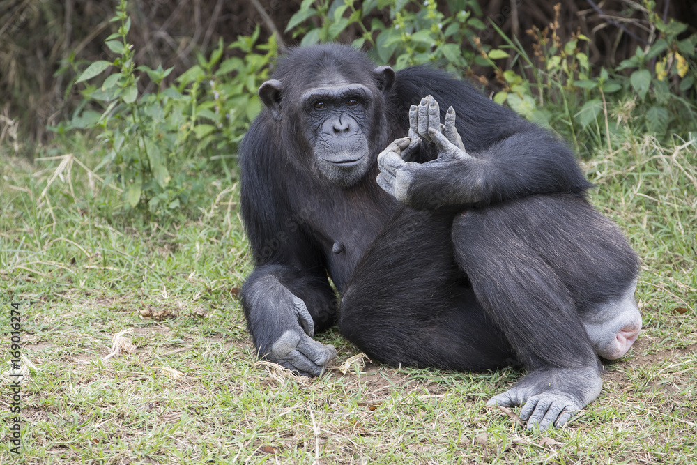 Fototapeta premium Schimpanse liegt am Boden