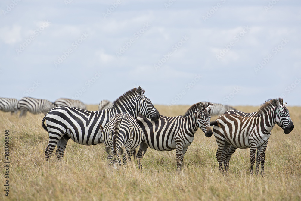 Fototapeta premium Herde von Zebras