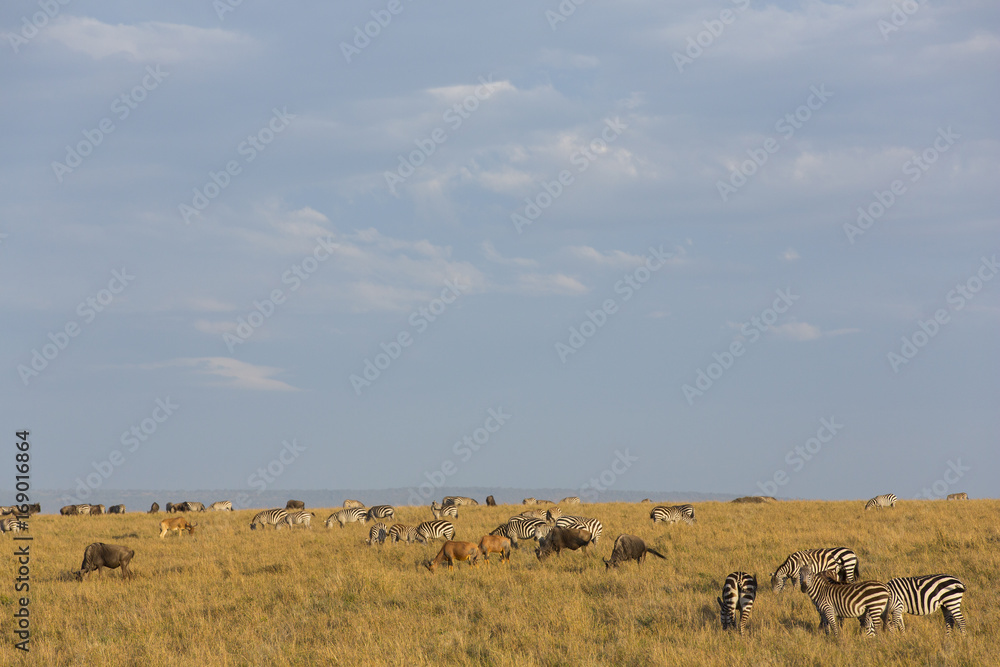 Naklejka premium Zebras in der Savanne