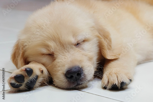 Cute sleeping dog, Golden retriever puppy