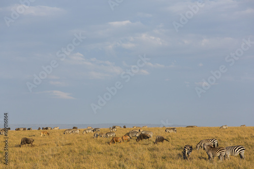 Zebras in der Savanne © aussieanouk