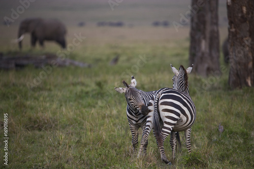 Zebras beim Kaempfen