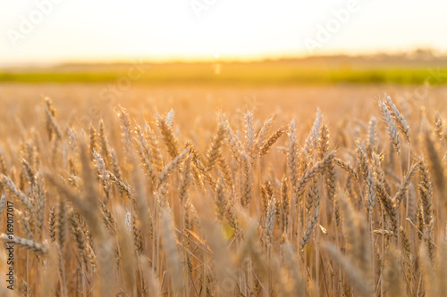 summer wheat field at the evening