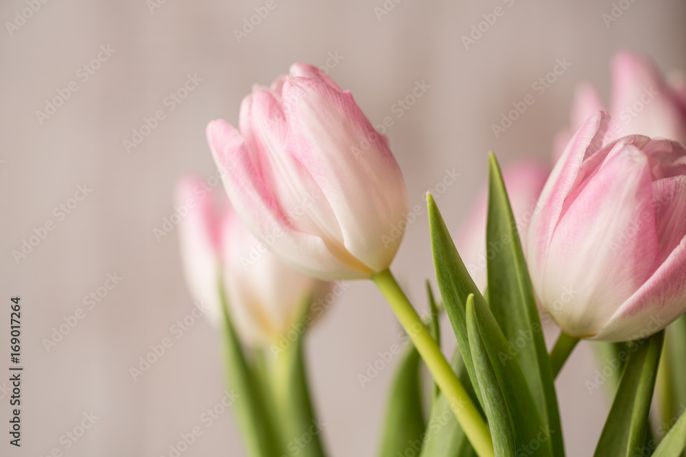 Beautiful Bouquet of Pink and White Tulips