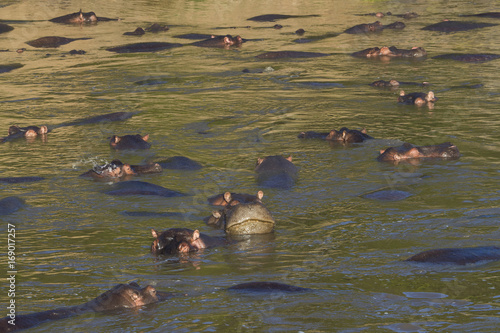 Flusspferde im Wasser 