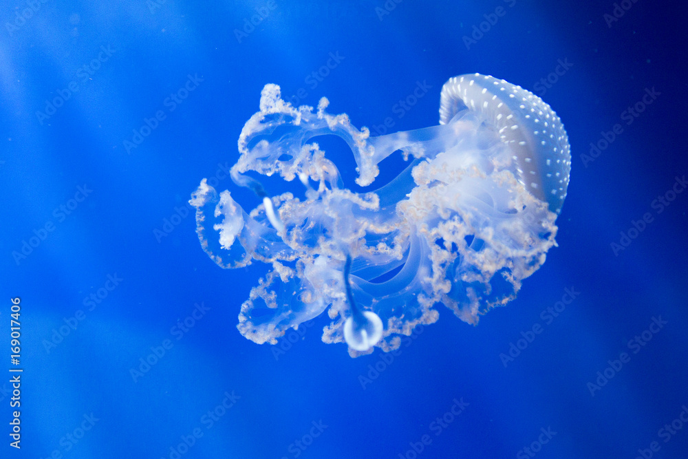 Obraz premium medusa bianca nuota nell'acquario