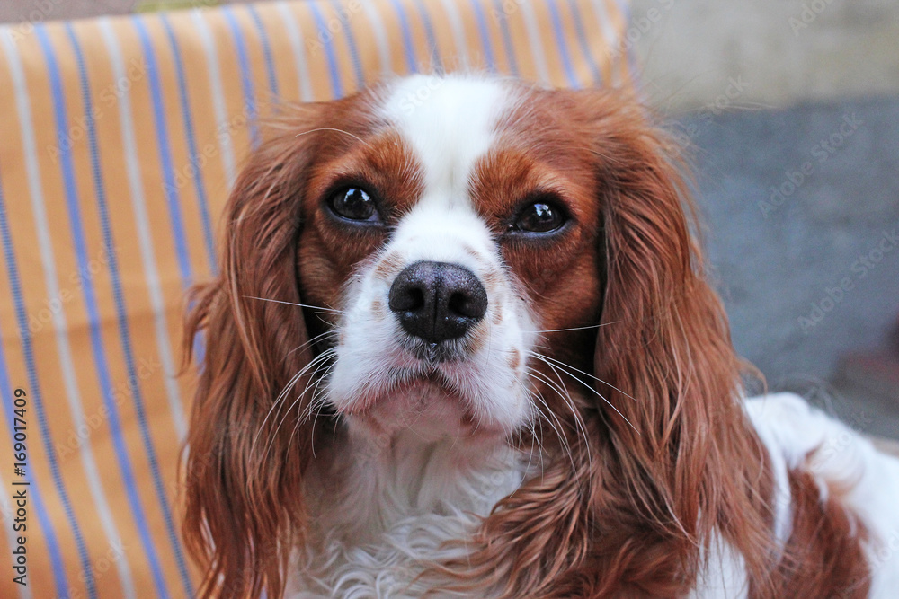 Cavalier king charles spaniel dog closeup
