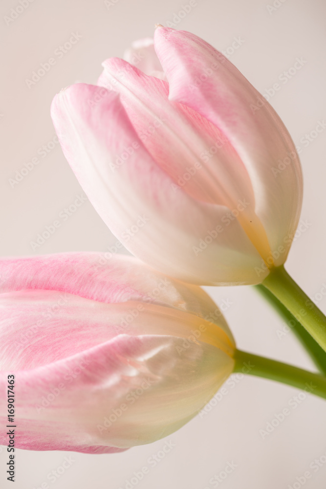 Close Up of Two and Pink and White Tulips