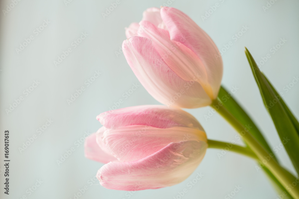 Pink and white Close Up Tulips