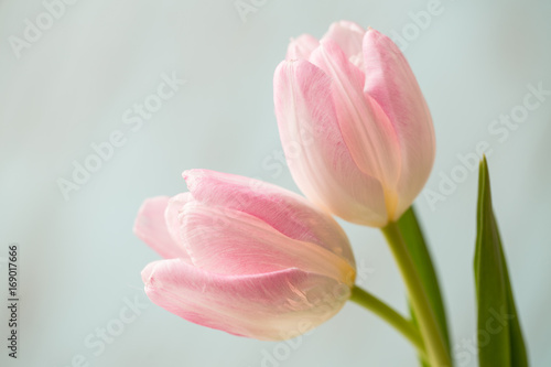 Beautiful Pink and White Close Up of Pastel Tulips