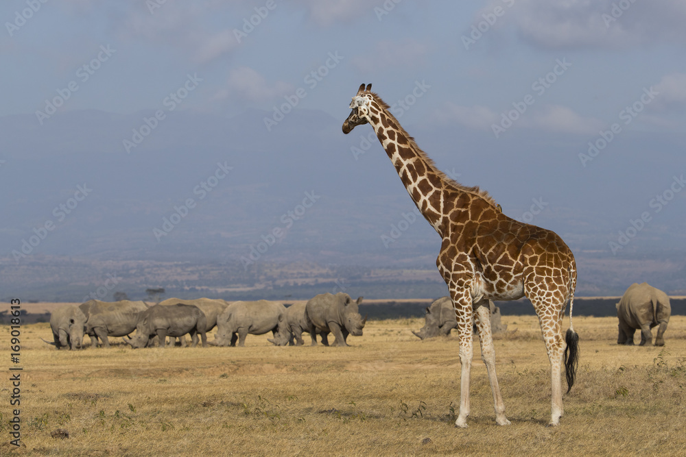 Fototapeta premium Giraffe mit Nashoerner