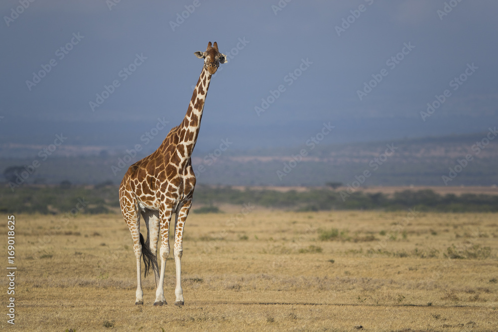 Fototapeta premium Giraffe in der Savanne